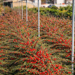 Skalník rozprestretý (Cotoneaster hrizontalis) - výška 60-80 cm, kont. C7L (-24°C) - NA KMIENKU